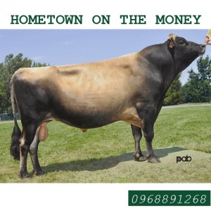 Tinh bò sữa Jersey - HOMETOWN ON THE MONEY
